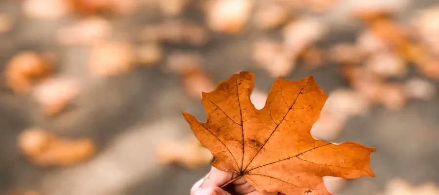 Prénoms d’Automne : 20 idées inspirées par la nature et les couleurs de la saison